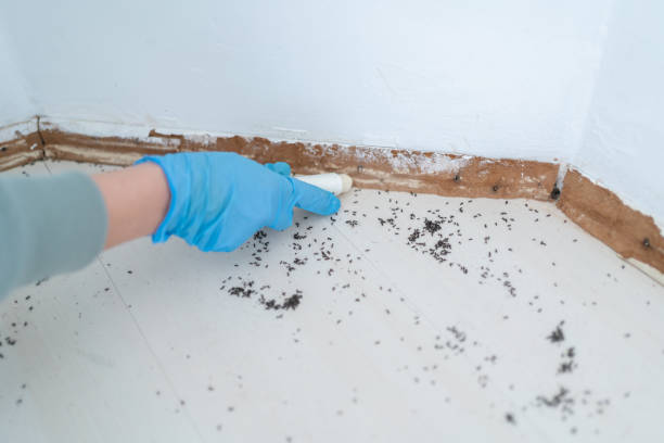 Best Ant Control Services  in Upper Saddle River, NJ
